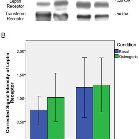 Leptin Receptor Expression Level In Control And Ais Osteoblasts A Download Scientific