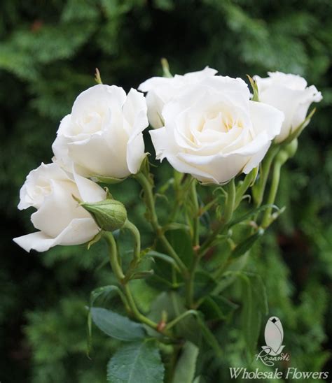 White Spray Roses Rosanti Flowers