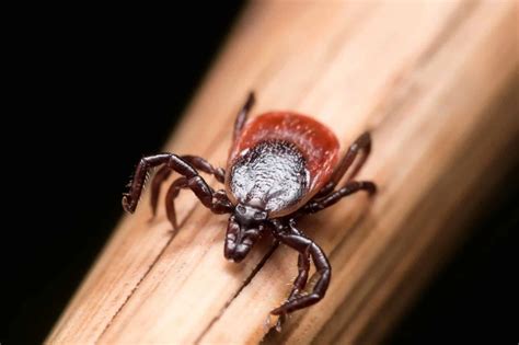 How To Remove Ticks