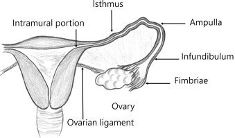 Magnetic Resonance Imaging In Tubal And Non Tubal Ectopic Pregnancy