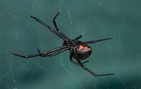 Black Widow Spiders In DFW & Houston | All Safe Pest & Termite