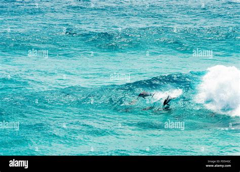 Dolphin pod hi-res stock photography and images - Alamy