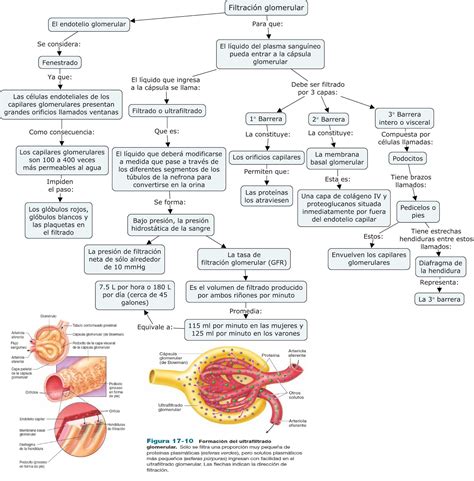 Fisiología Básica y Médica Mapa Conceptual de Filtración Glomerular