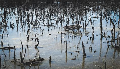 Premium Photo Destroyed Mangrove Forest Scenery Destroyed Mangrove Forest Is An Ecosystem