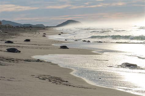 Best Surf Guide Oaxaca, Mexico: Pablo Narvaez