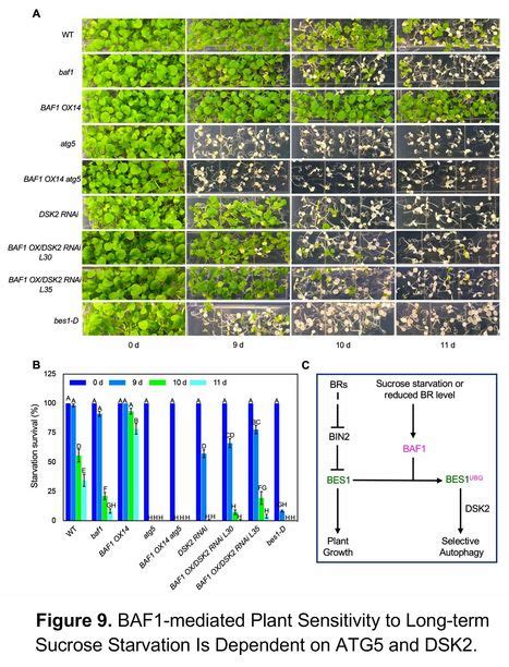 The F Box E Ubiquitin Ligase Baf Mediates The