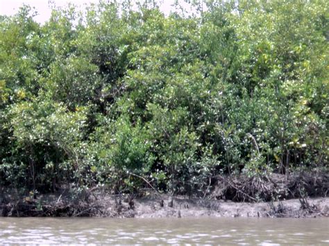 Beauties of Bangladesh: Sundarban