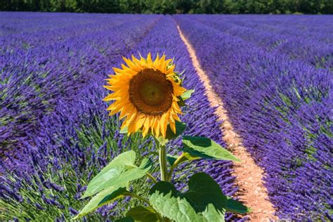 Sunflower Field Provence In Southern France Stock Photo Image Of