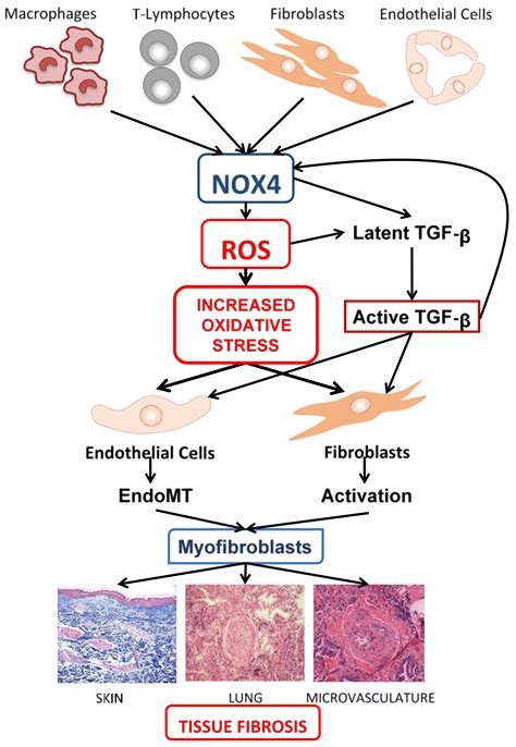 Jcm Free Full Text Oxidative Stress Induced By Reactive Oxygen