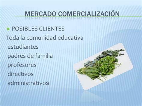 Proyecto De Plantas Medicinales Ppt