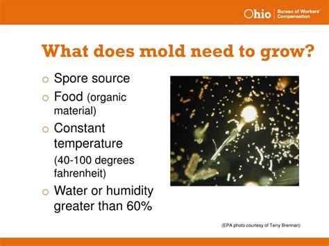 Ppt Mold And Other Indoor Air Quality Concerns Powerpoint Presentation Id 1739682