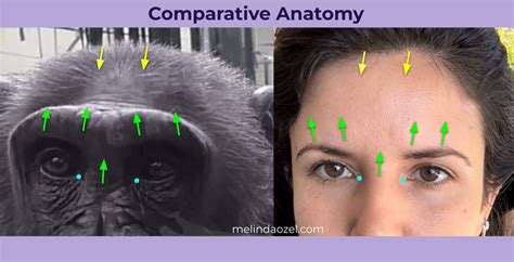 chimpanzee vs. human expressions, part II – Face the FACS