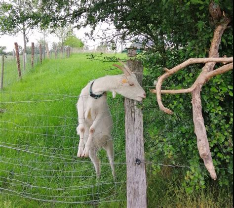 Ferme délevage Asinerie de l O