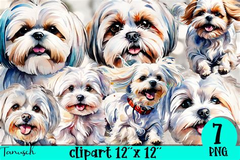 Watercolor Maltese Clipart Png Graphic By Tanuscharts Creative Fabrica