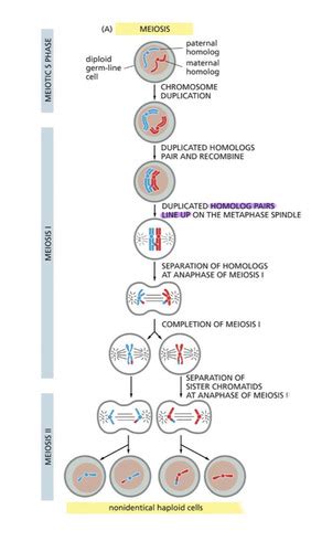 Meiosis Flashcards Quizlet