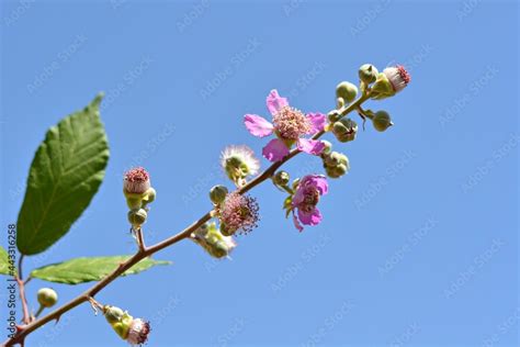 Flores Y Frutos Inmaduros De La Zarzamora Rubus Ulmifolius Stock Photo