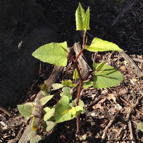 Foraging Edible Weeds Japanese Knotweed Bars Recipe Mother Earth News