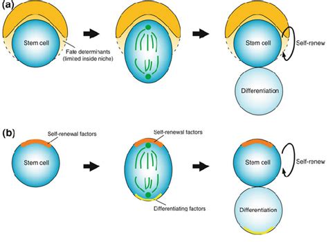 Asymmetric Stem Cell Division Regulated By Extrinsic Intrinsic Fate