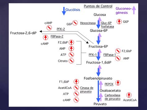 GLUCONEOGENESIS BIOQUIMICA MEDICA 2 PPT