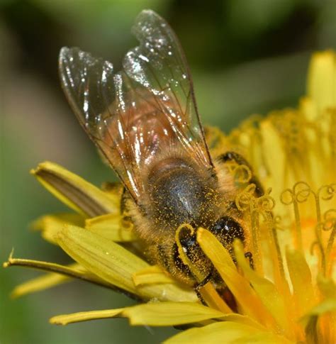 Free Images Nature Flower Fly Wildlife Botany Yellow Flora