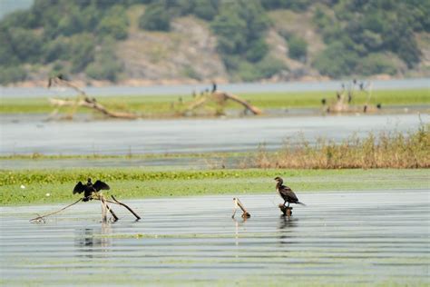 Jezioro Skadar Wczesnym Rankiem Obserwacja Ptak W I Wycieczka