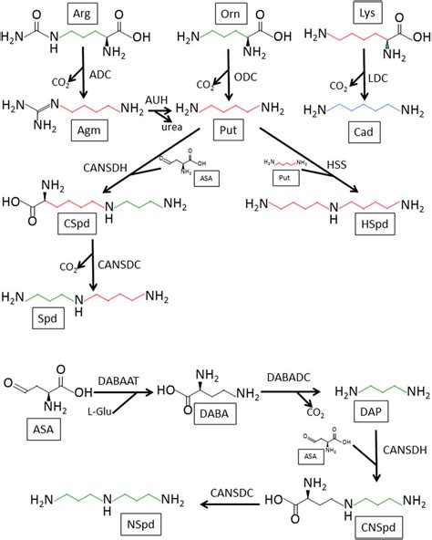 Polyamine Biosynthesis Pathways In S Meliloti 1021 The Top Of The