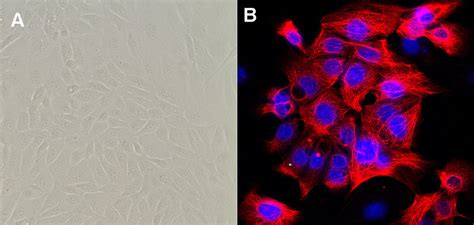 Morphology Of Cultured Bovine Endometrial Epithelial Cells A