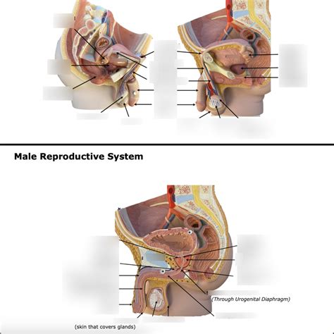 Lab 3 Male Reproductive System Diagram Quizlet