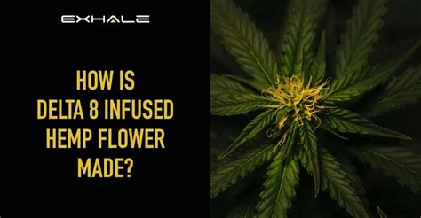 Delta 8 Infusion Making Hemp Flower Guide Exhale Wellness