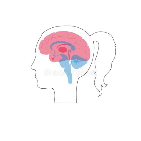 Vector Illustration Of Woman Brain Anatomy Stock Vector Illustration