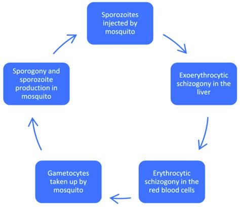 Plasmodium Falciparum Life Cycle