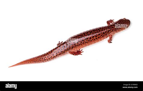 Red Spotted Salamander Cut Out Stock Images And Pictures Alamy