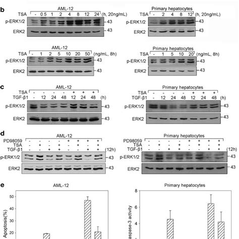 Hdac1 Is Required For Tgf β1 Induced Apoptosis Tgf β1 Induced