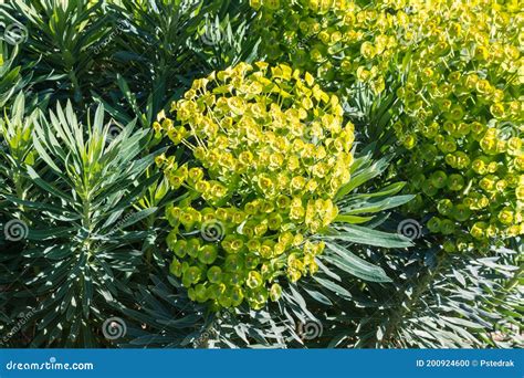 Cypress Spurge Plant In Bloom With Yellow Green Flowers Stock Photo