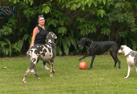 Marta Maroto Y La Historia De Los Perros Gigantes Que La Enamoraron