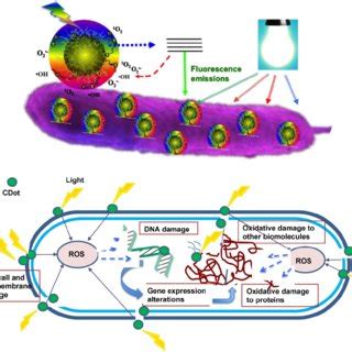 Cartoon Illustration On The Mechanism Of Action For Cdots