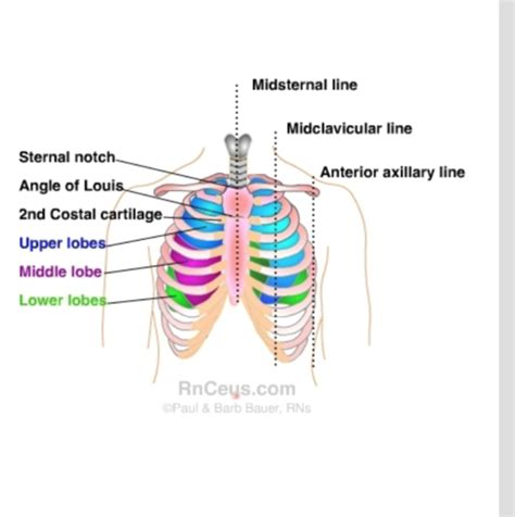 Respiratory Assessment Flashcards Quizlet