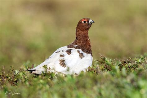 Willow Ptarmigan Nomealaska Thank You For Your Likes And Flickr