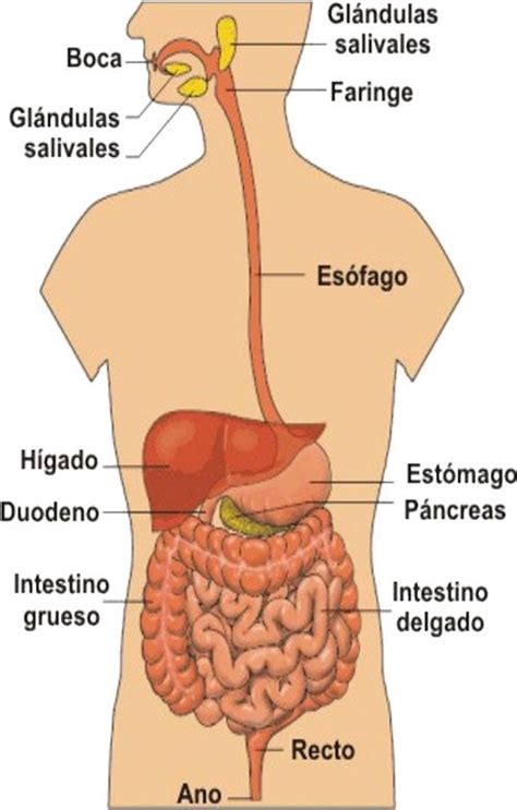 Cuaderno del cuerpo humano aparatos y sistemas para en 26a – Artofit