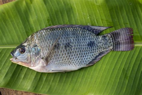 Tilapia: A Comprehensive Guide to Habitat, Diet, and Aquaculture - FishOnTips