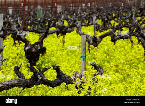 Grape Vines Napa Valley California Stock Photo Alamy