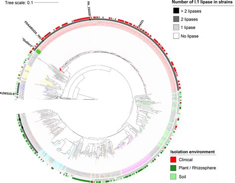 Whole Genome Phylogeny Of Pseudomonas Species The Whole Genome