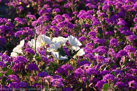 Desert Wildflowers | Photos by Ron Niebrugge