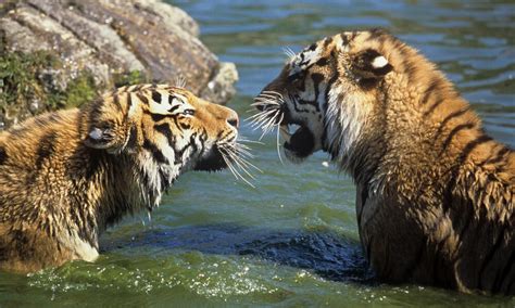 Siberian Tigers | Photos | WWF