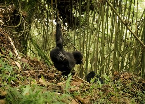 Swinging Low A Baby Mountain Gorilla Having Fun Dangling From Vines