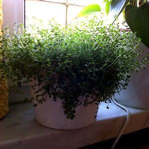 A Potted Plant Sitting On Top Of A Window Sill