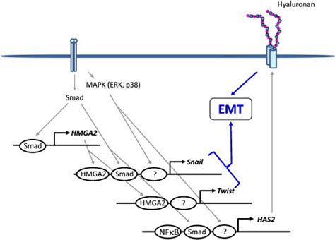 Suggested Mechanisms In Tgf Induced Emt Tgf Signals Via Its