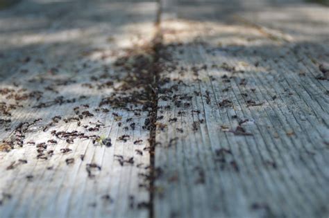 23 Different Types of Ants You Should Know [WITH PICTURES] - Pest ...