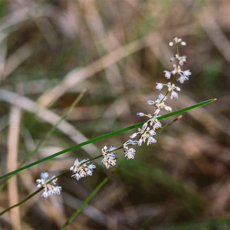 Lomandra Nigricans Bushblock