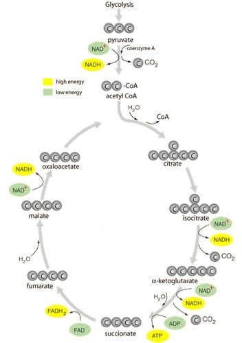Proses dan Tahapan Siklus Krebs - EDUBIO